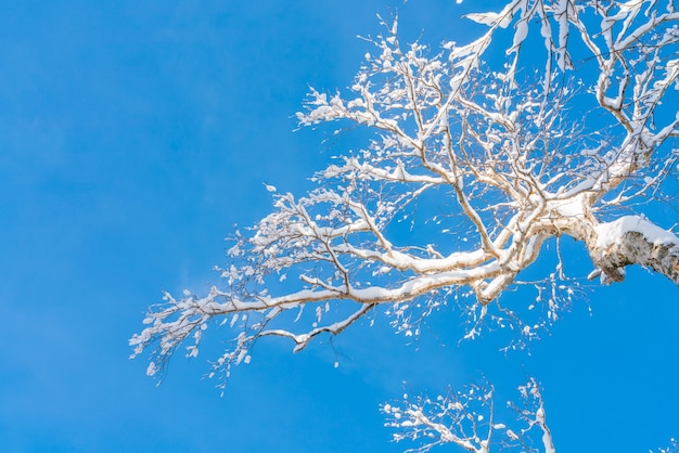 Árboles del invierno cubiertos con nieve