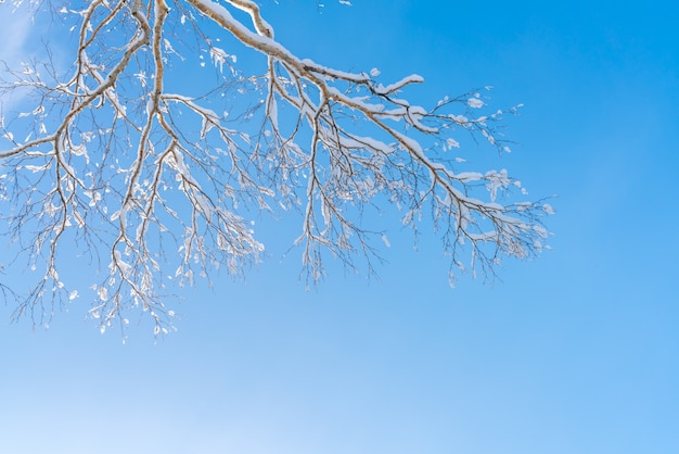 Árboles del invierno cubiertos con nieve