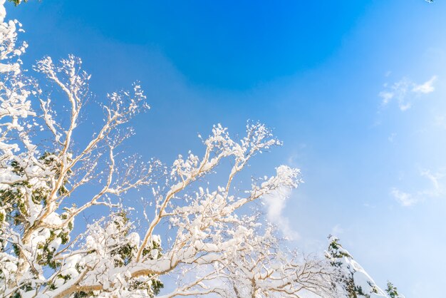 Árboles del invierno cubiertos con nieve