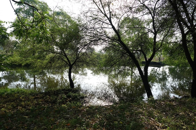 Árboles con un lago detrás