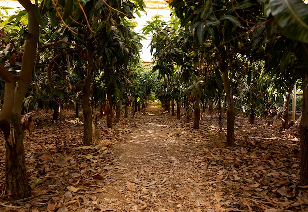 Árboles de mango tropical con deliciosas frutas.