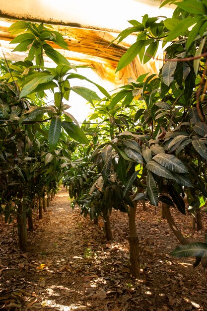 Árboles de mango tropical con deliciosas frutas.