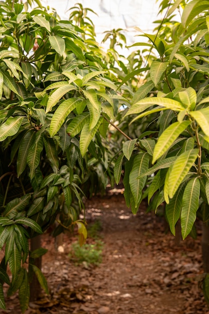 Árboles de mango tropical con deliciosas frutas.