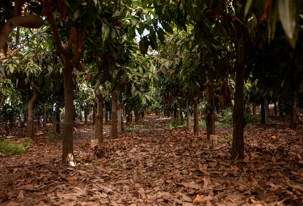 Árboles de mango tropical con deliciosas frutas.