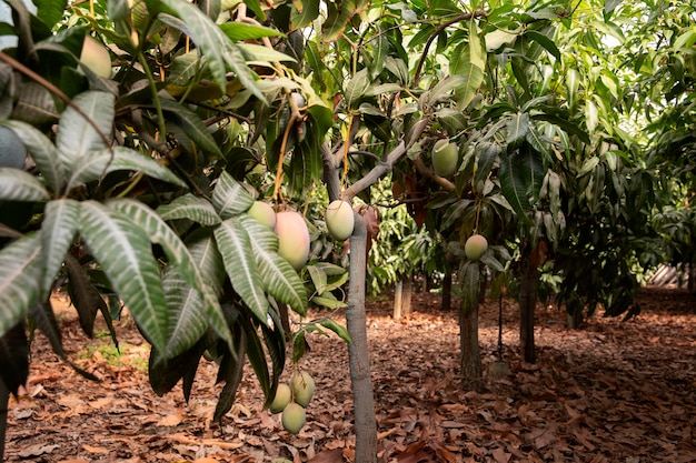 Árboles de mango tropical con deliciosas frutas.