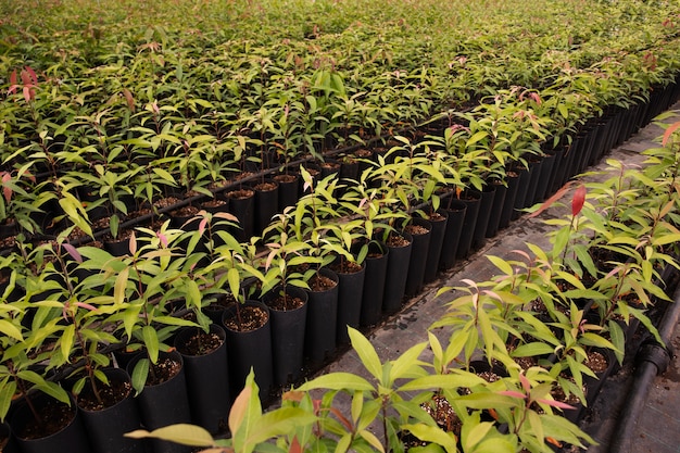 Árboles de mango tropical con hojas verdes.