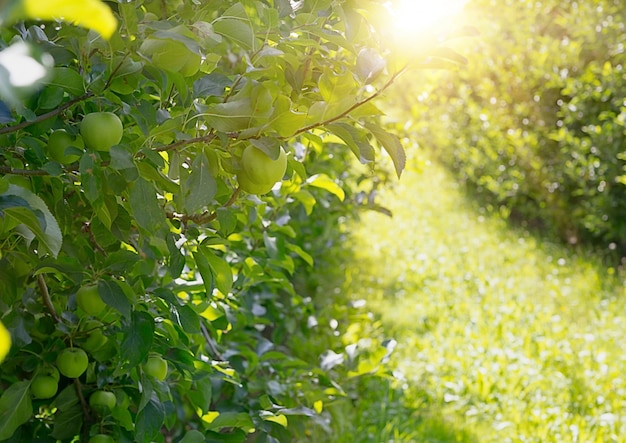 Árboles de manzana.