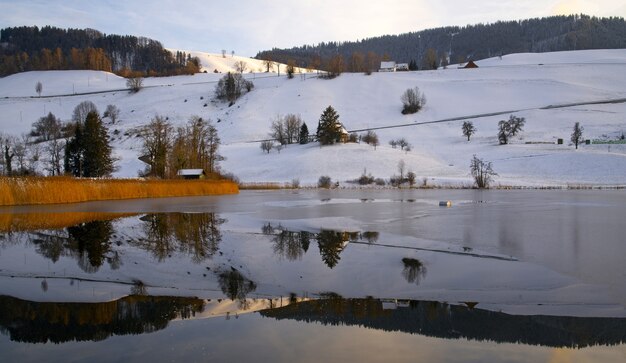 Árboles marrones y negros rodeados de nieve durante el día.