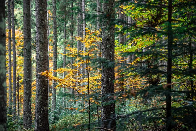 Árboles en medio del bosque bosque de otoño con hojas coloridas