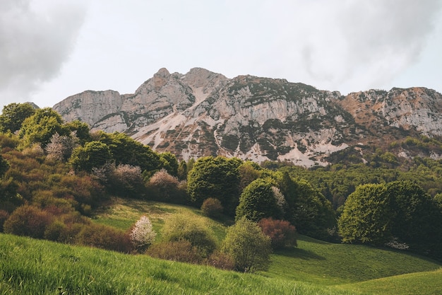 Árboles y montaña