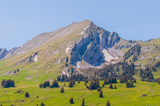 Árboles en las montañas de los Alpes suizos, Suiza