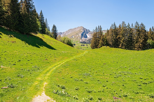 Árboles en las montañas de los Alpes Swizz en Suiza