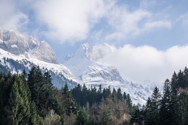 Árboles con montañas nevadas