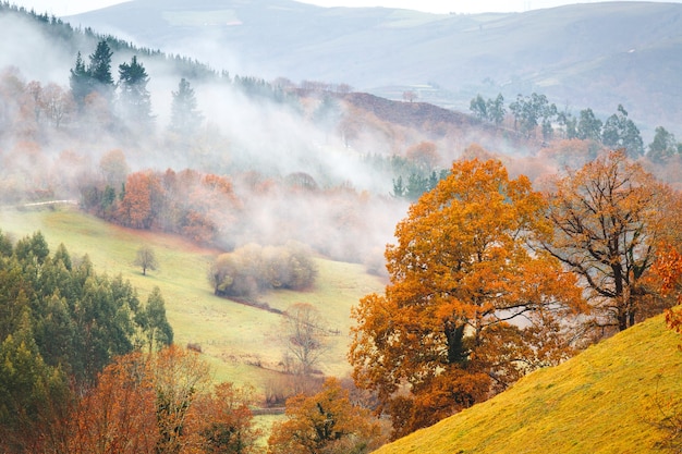 Árboles otoñales y niebla