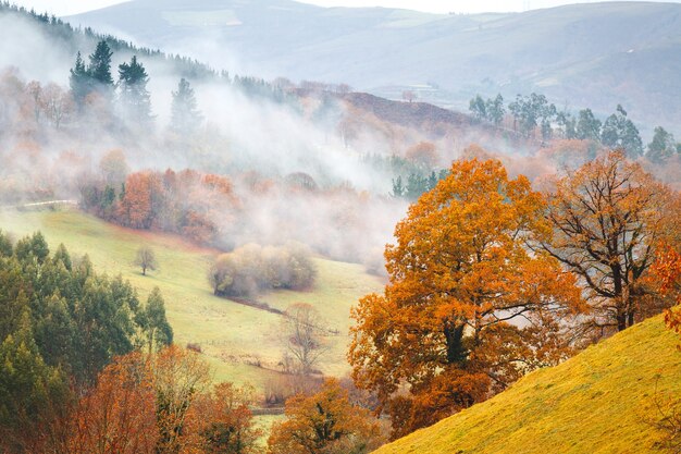 Árboles otoñales y niebla