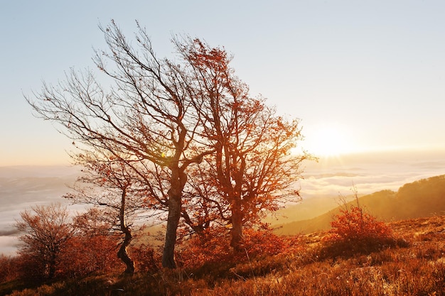 Árboles de otoño coloridos rojos en la luz del sol brillan en la mañana de las increíbles montañas de los Cárpatos