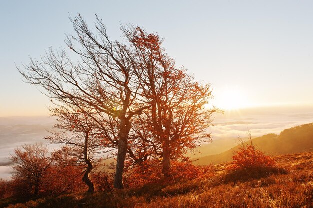 Árboles de otoño coloridos rojos en la luz del sol brillan en la mañana de las increíbles montañas de los Cárpatos