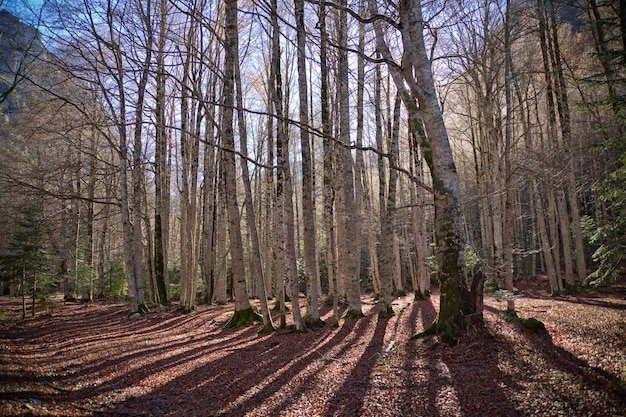 Árboles de otoño en el Parque Nacional de Ordesa, Pirineos, Huesca, Aragón, España