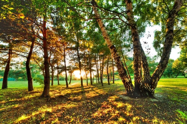 Árboles en un parque