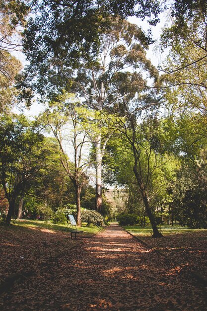 Árboles en el parque