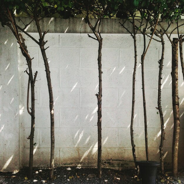 Árboles en el patio de la pared blanca