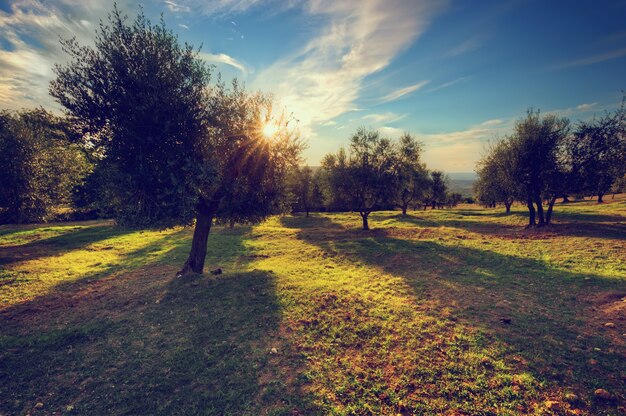 Árboles plantados en caminos de tierra