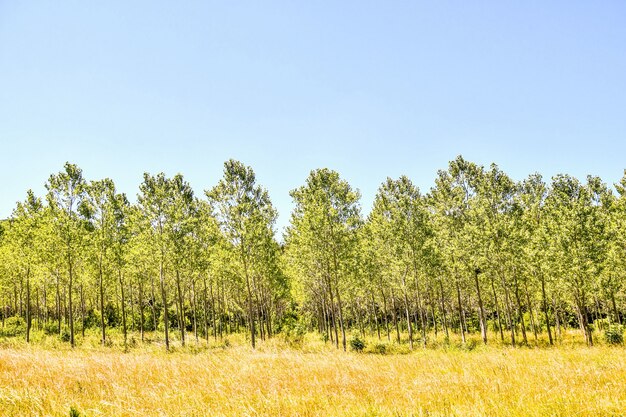 Árboles que crecen en el valle bajo el cielo soleado