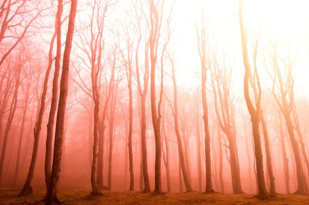 Árboles secos al atardecer