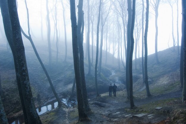 Árboles secos con niebla