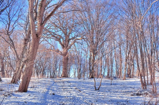 Árboles secos con nieve