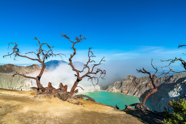 Árboles secos en un paisaje rocoso con un lago en el fondo