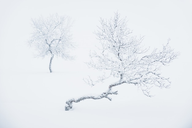 Árboles solitarios cubiertos de nieve profunda