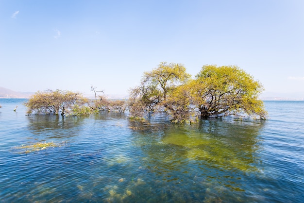 Árboles sumergidos en un lago