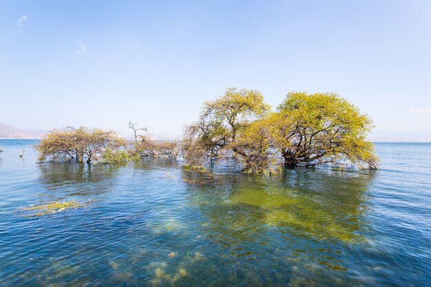 Árboles sumergidos en un lago