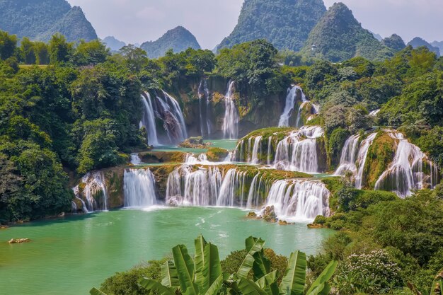 Árboles tropicales de fondo china natural cae