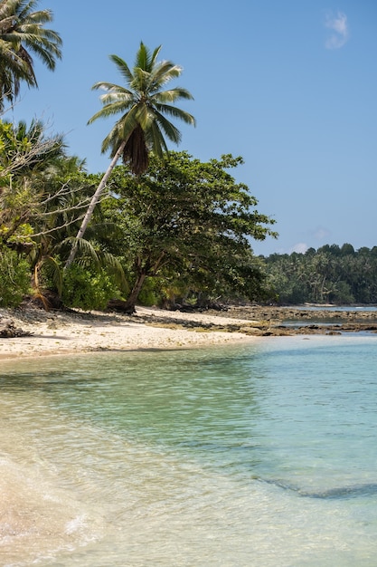 Árboles tropicales en la playa con arena blanca y agua cristalina turquesa en la isla de Indonesia