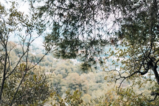 Árboles verdes en el bosque