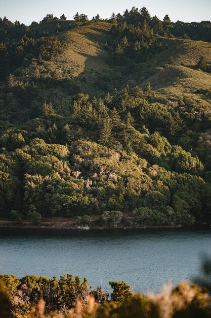 Árboles verdes junto a la masa de agua durante el día