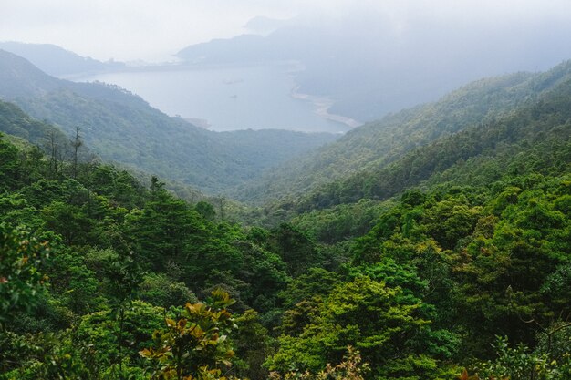 Árboles verdes en las montañas con vista al lago