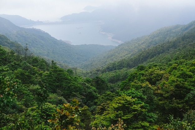 Árboles verdes en las montañas con vista al lago