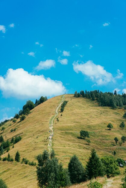 Árboles verdes y pista de tierra en la colina verde contra el cielo azul