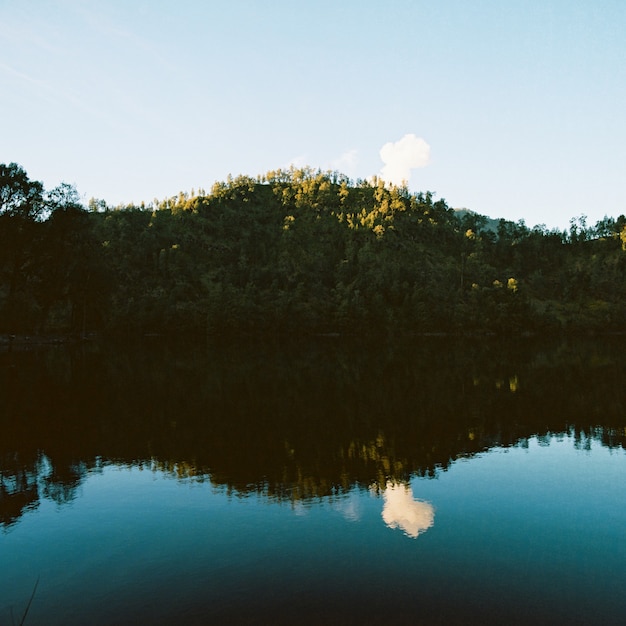 Árboles verdes reflejados en el lago de abajo durante el día