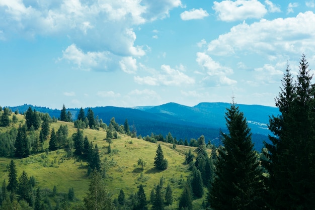 Árboles verdes sobre la montaña