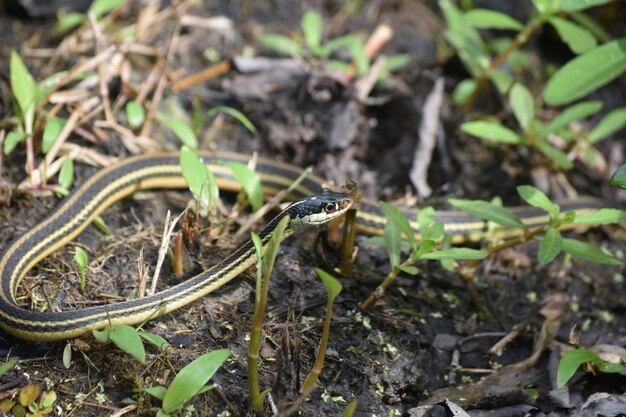 Área pantanosa con una serpiente de cinta con la cabeza levantada