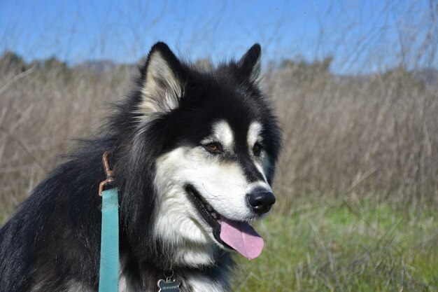 Really Sweet Faced Alaskan Malamute Husky Cross en un campo