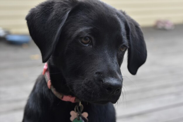 Realmente hermoso rostro de un cachorro de labrador negro.