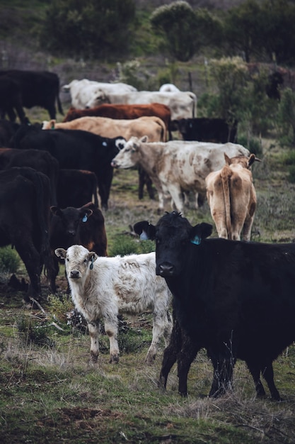 Rebaño de cabras en campo de hierba verde durante el día