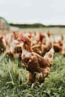 Foto gratuita rebaño de gallinas en una granja