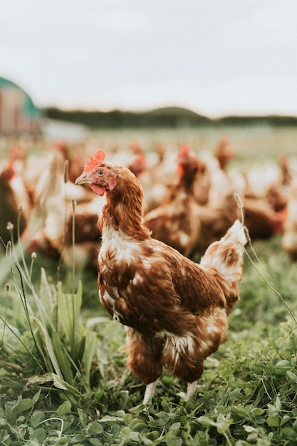 Rebaño de gallinas en una granja