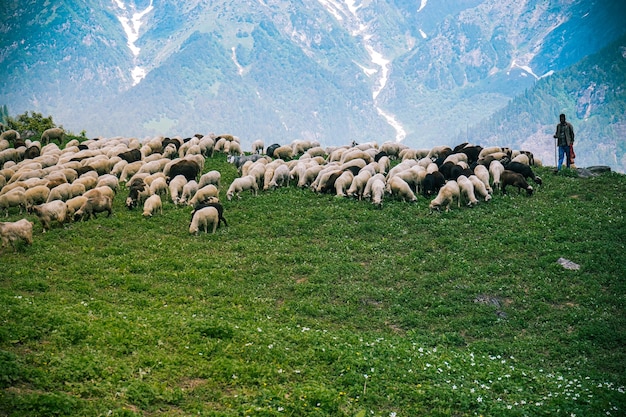 Rebaño de ganado y pastor pastando en los campos verdes